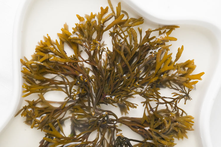 algue brune de Bretagne Pelvetia canaliculata hydratante pour les cheveux et pour la peau qui résiste à la déshydratation