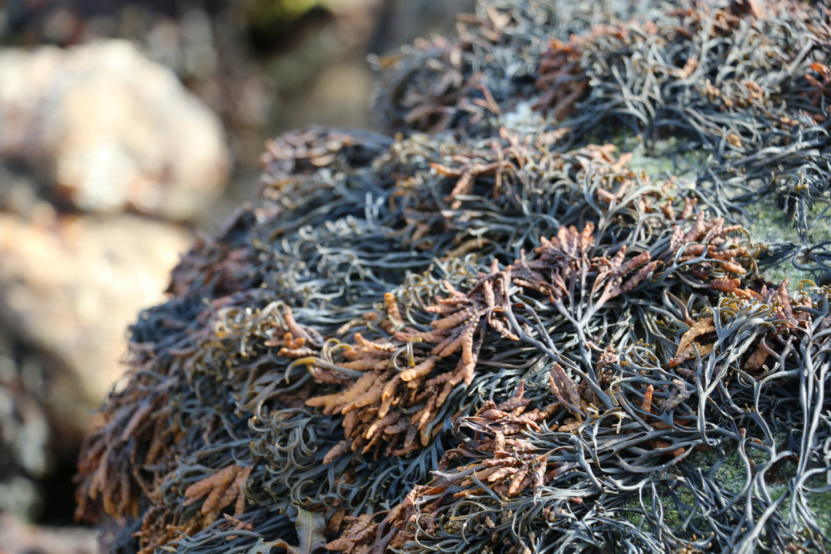 algue brune de Bretagne Pelvetia canaliculata hydratante pour les cheveux et pour la peau qui résiste à la déshydratation Image